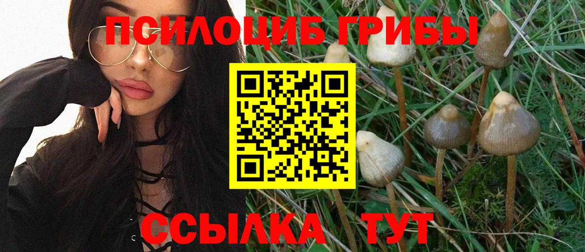 Галлюциногенные грибы Psilocybine cubensis  купить  цена  Вход с VPN  Кизилюрт  Псилоцибиновые грибы MAGIC MUSHROOMS 